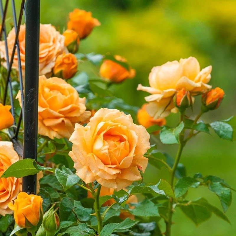 Our Rose Selection & Care Guide — Yamagami's Garden Center